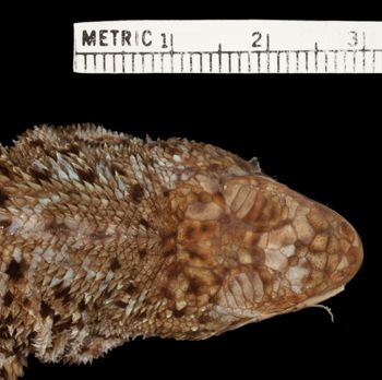 Media type: image;   Herpetology R-22664 Aspect: head dorsal